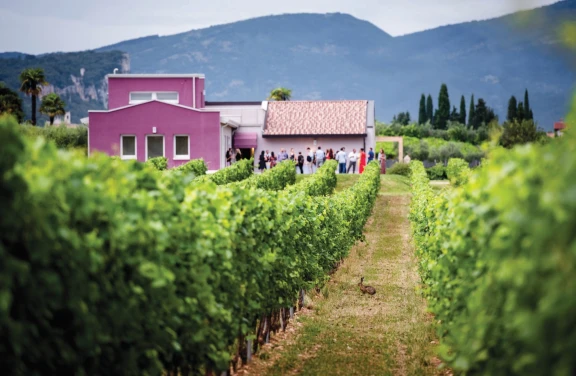 Degustazione e visita ai vigneti a Pastrengo sul Lago di Garda