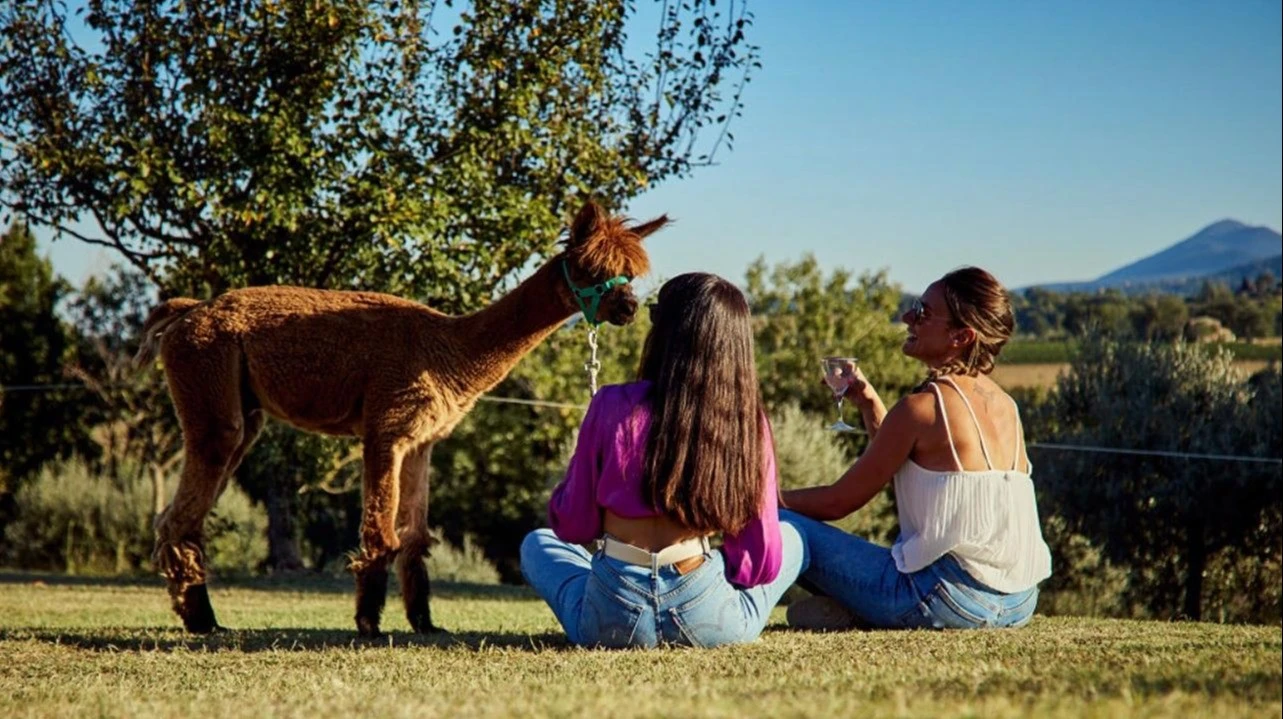 Passeggiata con gli Alpaca a Chianciano Terme