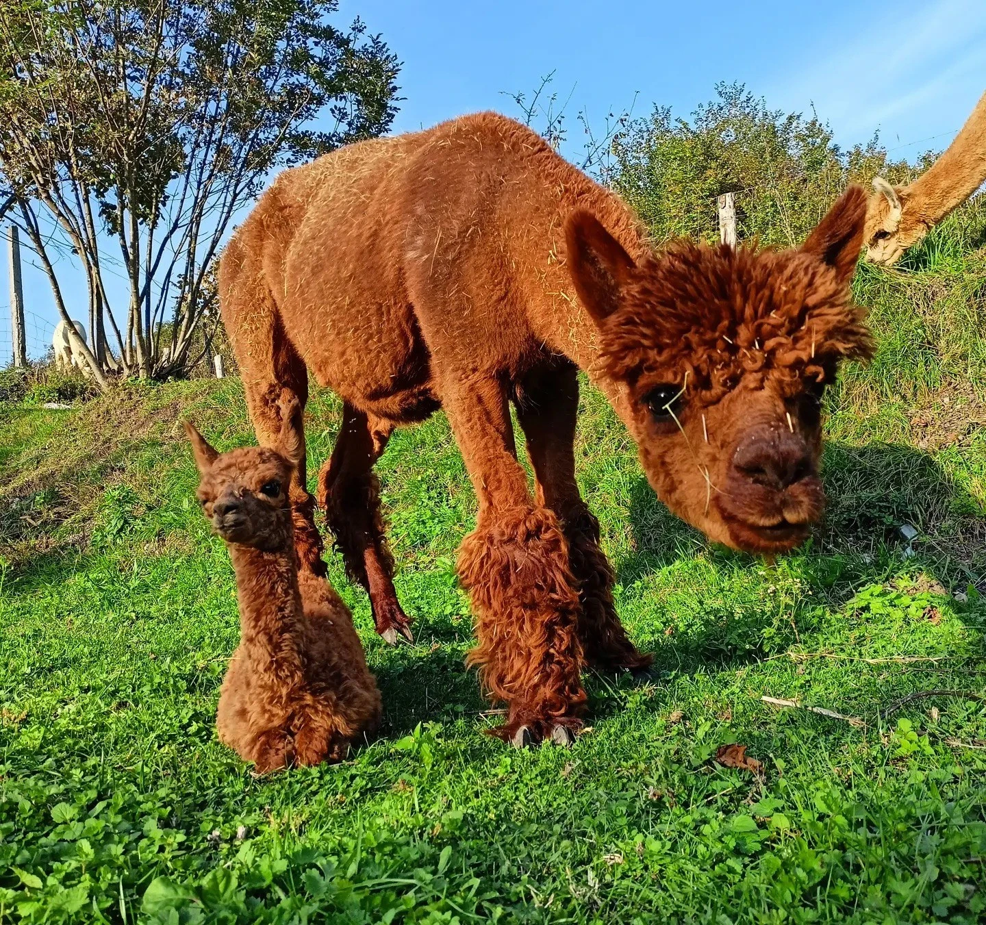 Passeggiata con gli Alpaca a Losine in Val Camonica