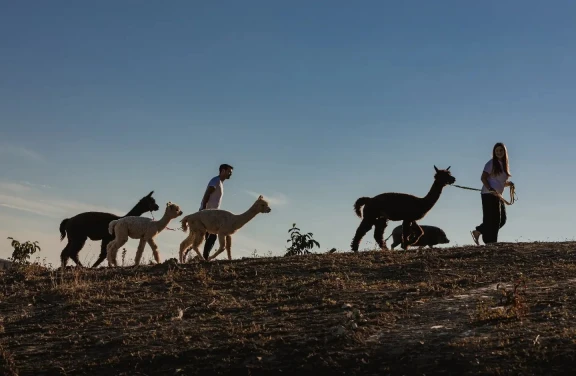 Passeggiata con gli Alpaca a Siena