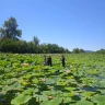 Canoa Canadese sul Lago di Varese