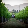 Degustazione e visita ai vigneti a Pastrengo sul Lago di Garda