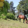 Dormire in un Tepee Indiano nella Maremma Toscana