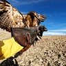 Falconeria nelle Crete Senesi