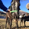 Giornata a Cavallo al Lago di Pianfei