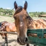 Giro in Carrozza a Umbertide in Umbria