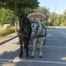 Giro in Carrozza ad Assisi e Rivotorto