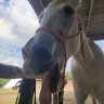 Passeggiata a Cavallo a Cerveteri