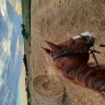 Passeggiata a Cavallo a Cerveteri