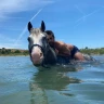 Passeggiata a Cavallo a Saturnia