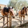 Passeggiata a Cavallo a Umbertide in Umbria