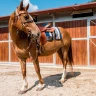 Passeggiata a Cavallo a Umbertide in Umbria