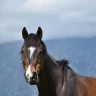 Passeggiata a Cavallo ai piedi della Majella