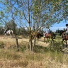 Passeggiata a Cavallo nel Chianti con Degustazione e Pranzo