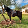 Passeggiata a Cavallo nel Parco Nazionale del Gargano