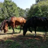 Passeggiata a Cavallo nel Parco Nazionale del Gargano