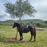 Passeggiata a Cavallo nel Parco Nazionale del Gargano