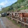 Passeggiata a Cavallo tra Sorrento e Costiera Amalfitana