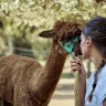 Passeggiata con gli Alpaca a Chianciano Terme