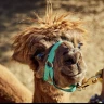 Passeggiata con gli Alpaca a Chianciano Terme