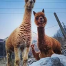 Passeggiata con gli Alpaca a Losine in Val Camonica