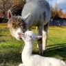 Passeggiata con gli Alpaca a Losine in Val Camonica