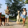 Passeggiata con gli Alpaca a Siena