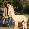 Passeggiata con gli Alpaca a Siena