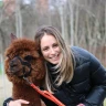 Passeggiata con gli Alpaca a Siena