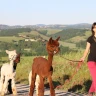 Passeggiata con gli Alpaca a Siena