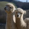 Passeggiata con gli Alpaca a Siena