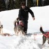 Sleddog a Madonna di Campiglio in Trentino