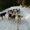 Sleddog a Madonna di Campiglio in Trentino