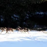 Sleddog a Madonna di Campiglio in Trentino