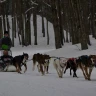 Sleddog a Madonna di Campiglio in Trentino