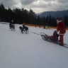 Sleddog a Madonna di Campiglio in Trentino