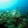 Snorkeling a Portofino in Liguria