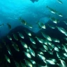 Snorkeling a Portofino in Liguria