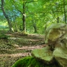 Trekking nell'Area Faunistica dell'Orso Bruno