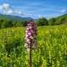 Trekking nell'Area Faunistica dell'Orso Bruno