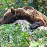 Trekking nell'Area Faunistica dell'Orso Bruno